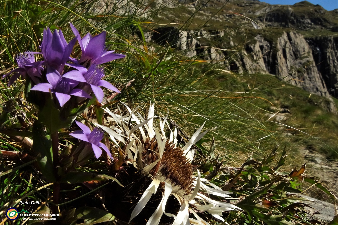 35 Fiore di carlina bianca con genzianella germanica.JPG